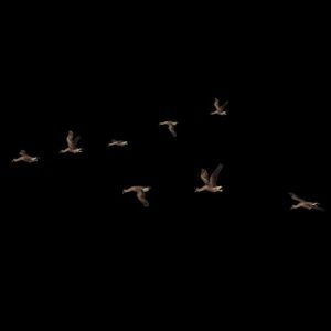 Meet your Posher, Samuel